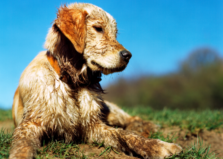 How to Manage Muddy Pets
