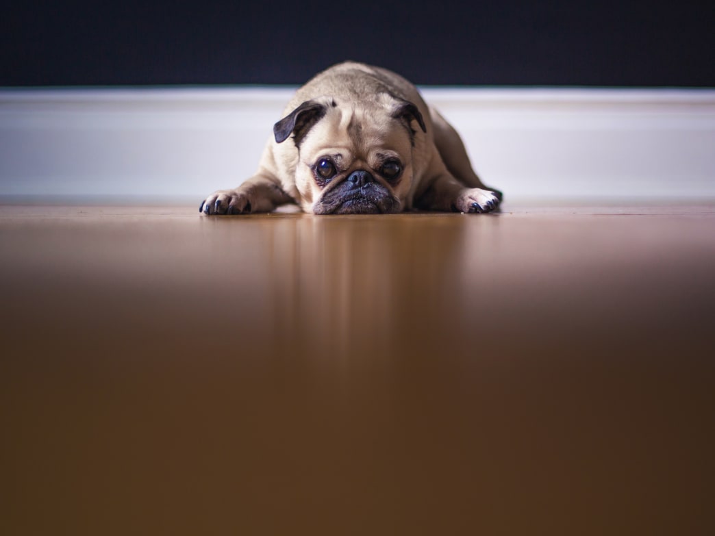 10 Easy Ways to Pet-Proof Your Home
