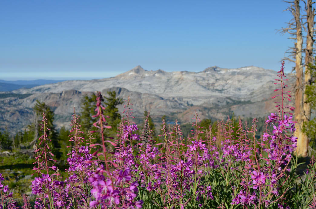Lake Tahoe Wildflower Hikes: Where to Spot the Best Blooms
