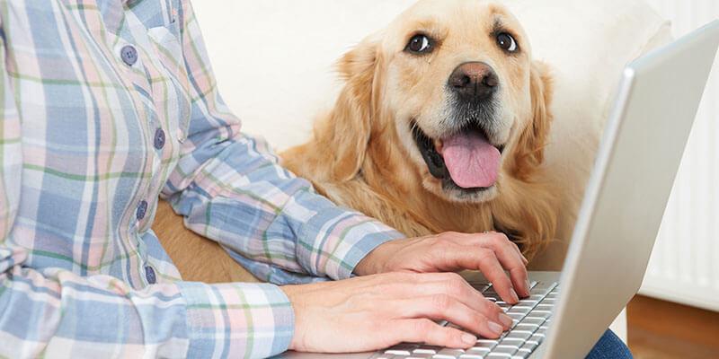 Tips for Staying Home with Your Canine Co-Worker