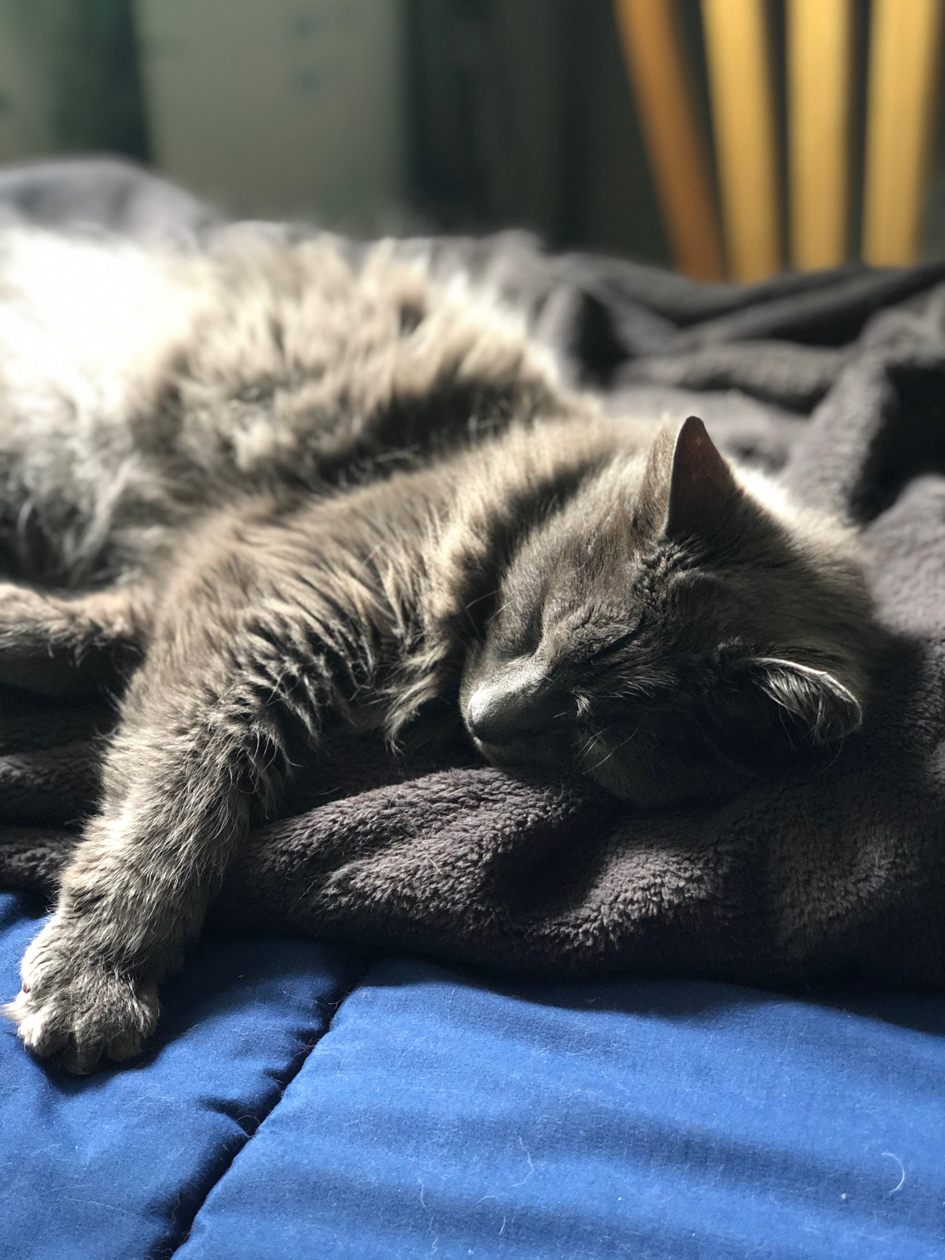 Niko Fleece Throw