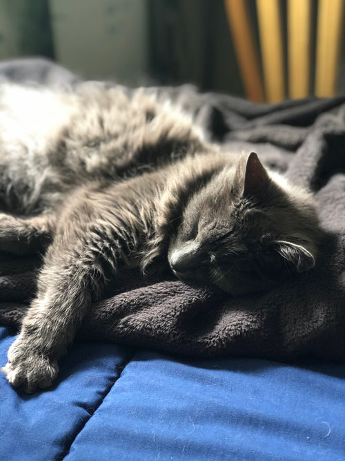 Niko Fleece Throw