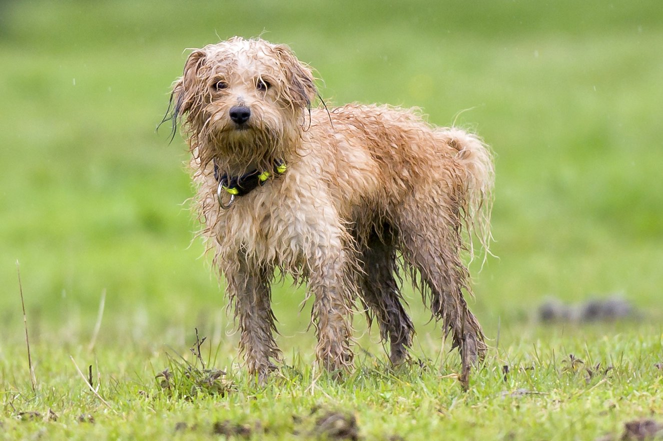 How to Manage Muddy Pets – Mambe Blanket Co.