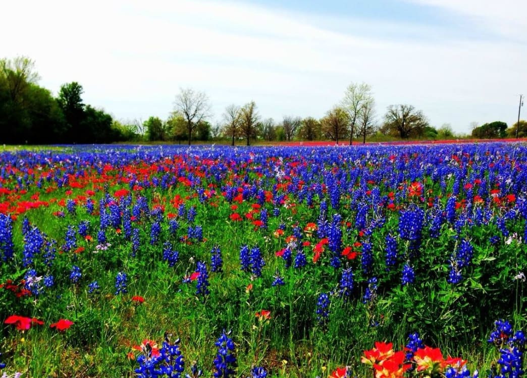 Wildflowers and Watering Holes: A Road Tripper's Guide to Texas Hill Country in the Spring