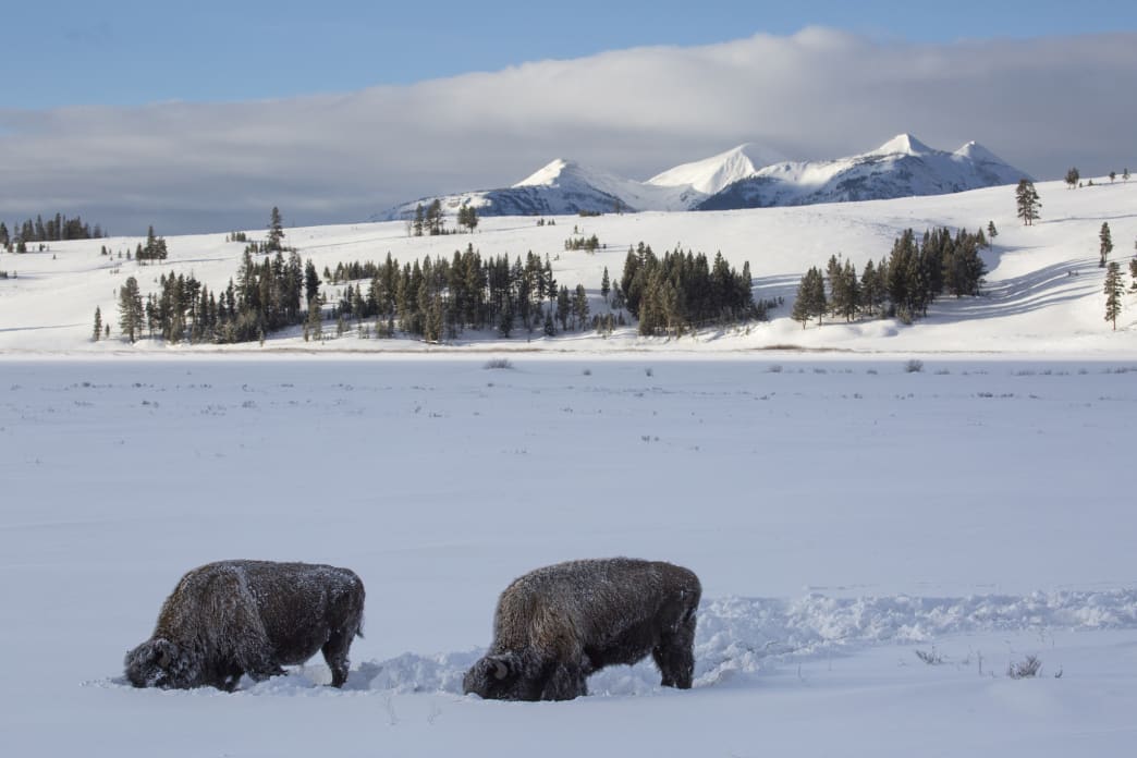 Exploring Yellowstone National Park in Winter