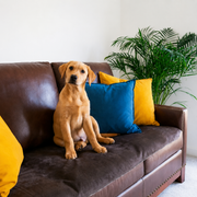 Non-Slip Pet Blanket