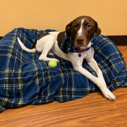 Pet Blanket Donation